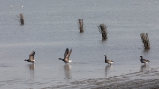 Tideland start - Brent geese