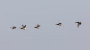 Migrating Brent geese