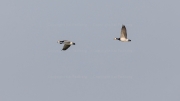 Migrating Barnacle geese