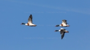 Common shelducks