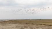 Migrating Brent geese