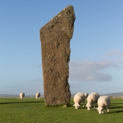 Triple "S" - Standing Stones and Sheep
