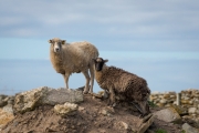 Watching sheep (North Ronaldsay)