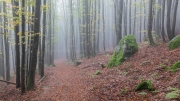 Walking misty Bavarian Forest