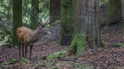 Red Deer (Cervus elaphus)