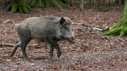 Crossing - Boar (Sus scrofa)