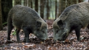 Food Sharing - Boars (Sus scrofa)