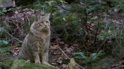 Attentive - Wildcat (Felis silvestris)