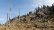 Bark beetle traces - around "Kleiner Rachel" (1399 m)