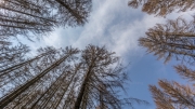 Forest Dieback