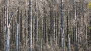 Forest Dieback