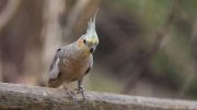 Cockatiel (Nymphicus hollandicus)