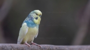 Budgerigar (Melopsittacus undulatus)
