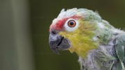 Red-lored Amazon or Red-lored Parrot (Amazona autumnalis)