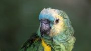 Turquoise-fronted Amazon, Turquoise-fronted Parrot, Blue-fronted Amazon, Blue-fronted Parrot (Amazona aestiva)