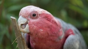 Galah, Pink and Grey Cockatoo, Rose-breasted Cockatoo (Eolophus roseicapilla, Syn.: Cacatua roseicapilla)
