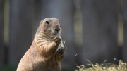 Black-tailed Prairie Dog (Cynomys ludovicianus)
