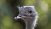 Greater Rhea (Rhea americana)