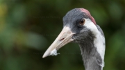 Common Crane, Eurasian Crane (Grus grus)