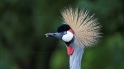 Black crowned Crane (Balearica pavonina)