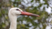 White Stork (Ciconia ciconia)