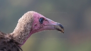 Hooded Vulture (Necrosyrtes monachus)