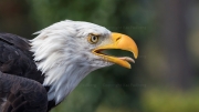 Bald Eagle, American Eagle (Haliaeetus leucocephalus)