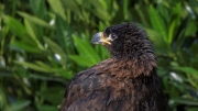 Striated Caracara, Johnny Rook (Phalcoboenus australis)