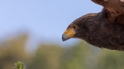 Harris's Hawk (Parabuteo unicinctus)