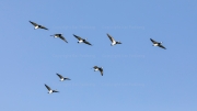 Formation Flying - Barnacle Geese