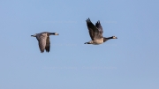 Follow Me - Barnacle Geese