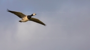 Landing approach - Barnacle Goose