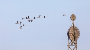 The Beacon - Grey Lag Geese
