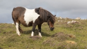 Shetlandpony
