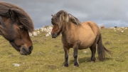 Shetlandponies