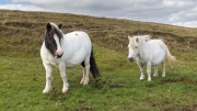 Shetlandponies
