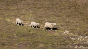 Sheep Crossing