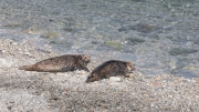 Grey seals at the Wick of Breibister