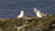 Fulmars