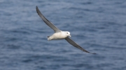 Fulmar