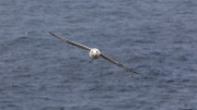 Fulmar