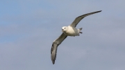 Fulmar