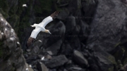 Northern Gannet
