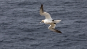 Northern Gannet