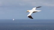 Northern Gannet