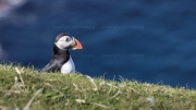 Puffin