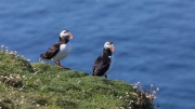 Puffins
