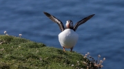 Puffin