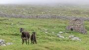 Soay Sheep