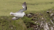 Fulmar